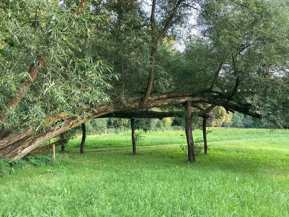To one dają nam życiodajny tlen, cień i ochłodę w upalne dni 
