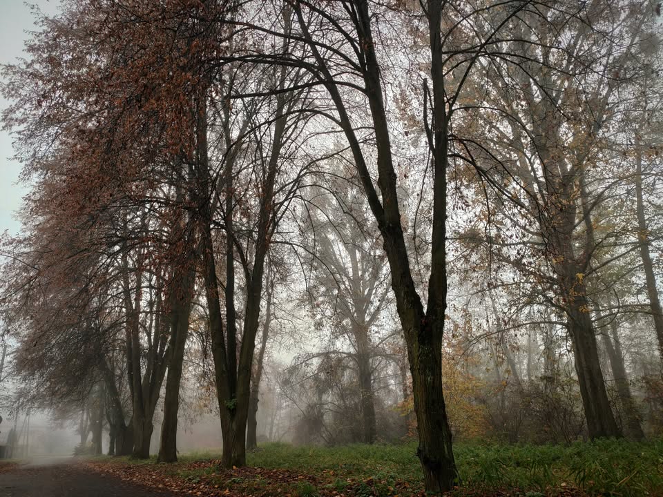 Skąpana we mgle ulica Lipowa w Zwierzyńcu.