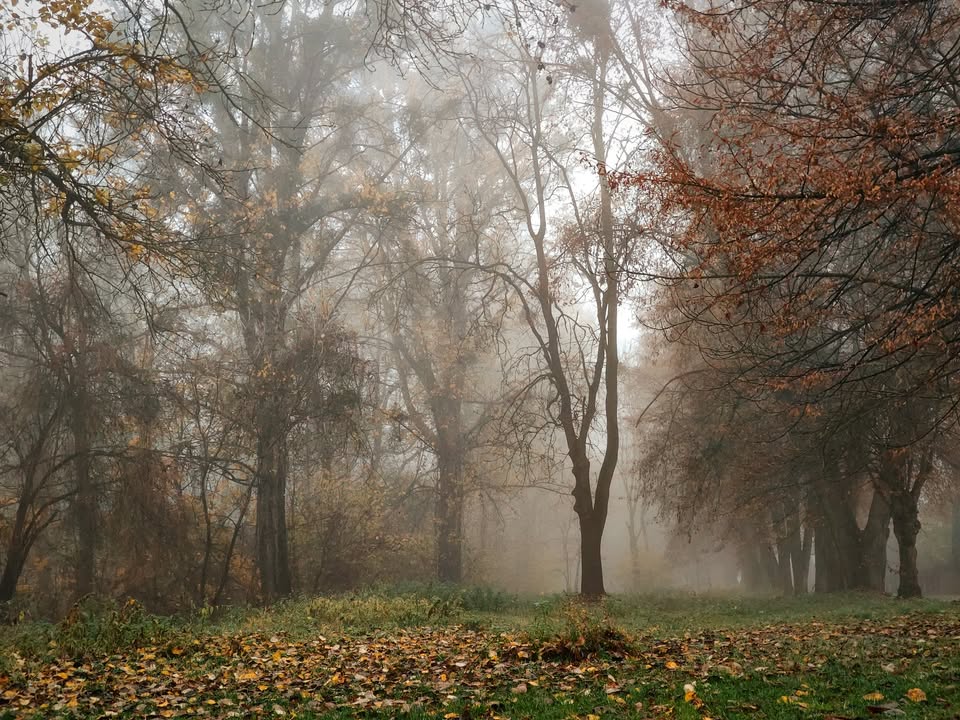 Skąpana we mgle ulica Lipowa w Zwierzyńcu cd.