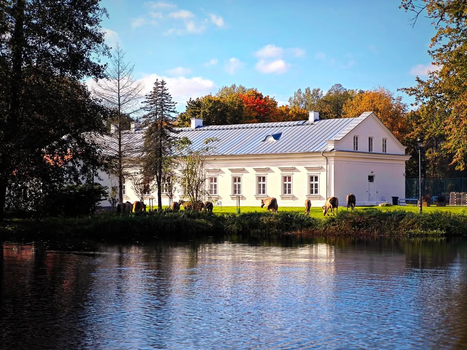 Niecodzienny widok na tle zabytkowej architektury